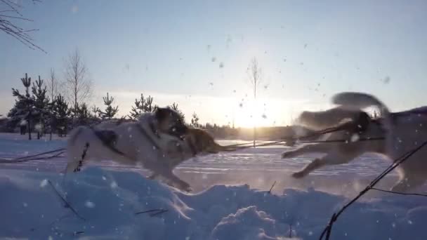 Een team sledehonden trekt een slee door het prachtige winterse kalme winterbos. Paardrijden husky slee in Lapland landschap video lus — Stockvideo