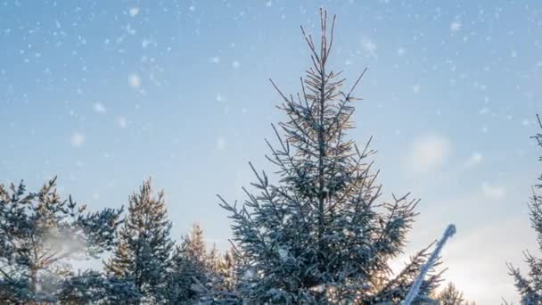 Όμορφο χιονισμένο τοπίο κατά τη διάρκεια του χειμώνα ηλιόλουστο πρωί. Μετακίνηση κάμερας από την κορυφή του δέντρου προς τα κάτω. — Αρχείο Βίντεο