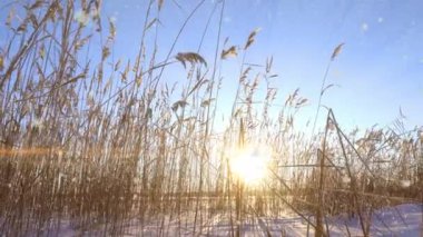 Reeds sways in the wind against the backdrop of snow with sunset. Beautiful snowfall. Natural background, Reeds in the wind. Winter landscape, hyperlapse, 4k, camera movement to the left and back