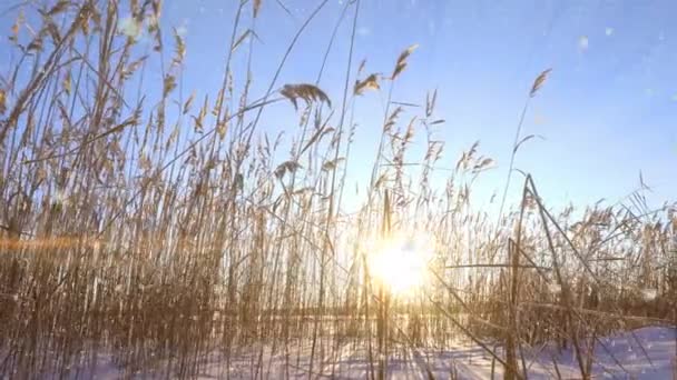 Reeds sways in the wind against the backdrop of snow with sunset. Beautiful snowfall. Natural background, Reeds in the wind. Winter landscape, hyperlapse, 4k, camera movement to the left and back — ストック動画