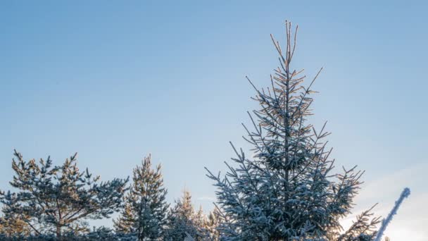 Beautiful Snow Covered Landscape during winter sunny morning. Camera movement from the top of the tree down. — Video Stock