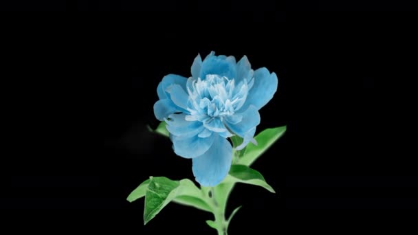 Bellissimo sfondo Peonia blu. Fioritura fiore di peonia aperto, time lapse 4K UHD video timelapse. Pasqua, primavera, San Valentino, concetto di vacanza — Video Stock