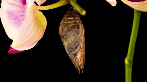 Capullos de mariposa y capullos de mariposa rotos atrapados en una mariposa palo emerge de la crisálida y vuela lejos — Vídeo de stock