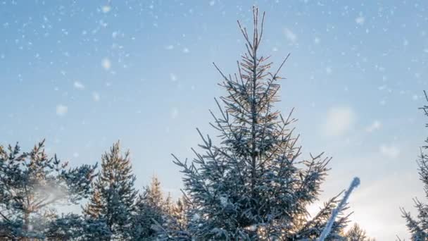 冬の晴れた朝の美しい雪に覆われた風景。木の上から下へカメラの動き. — ストック動画