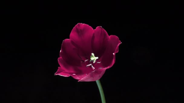 Bunga tulip merah muda yang indah mekar di latar belakang hitam, close-up. Trend warna 2022. Menunjukkan warna 2022 Sangat Peri. Latar belakang pernikahan, konsep Hari Valentine. Sekelompok ulang tahun. Bunga. — Stok Video