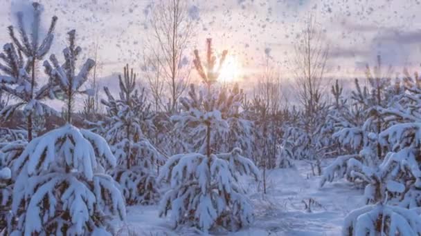 Paisaje de invierno con nevadas, brecha de crecimiento de las heladas en la rama de abeto, Navidad invierno hermoso paisaje — Vídeos de Stock