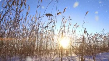Reeds sways in the wind against the backdrop of snow with sunset. Beautiful snowfall. Natural background, Reeds in the wind. Winter landscape, hyperlapse, 4k, camera movement to the left and back