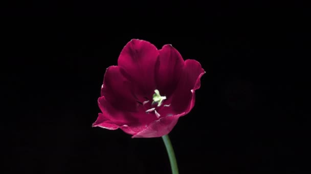 Цветок розового тюльпана, цветущий на черном фоне, крупным планом. Цвет 2022. Цвет 2022 года - очень Пери. Свадебный фон, концепция Дня Святого Валентина. День рождения. Цветок — стоковое видео