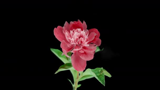 Ροζ λουλούδι παιώνιας ανθίζει. Μαύρο φόντο. Τιμελίπε. 4K. — Αρχείο Βίντεο