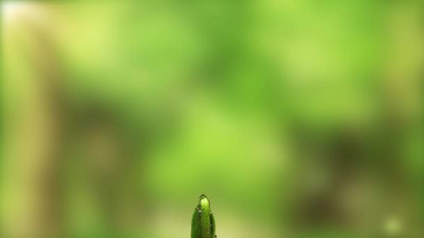 Временной интервал выращивания зеленого огурца. Время выращивания семян, природа и культура. Растительная капуста из земли. на фоне затянувшегося облачного неба — стоковое видео