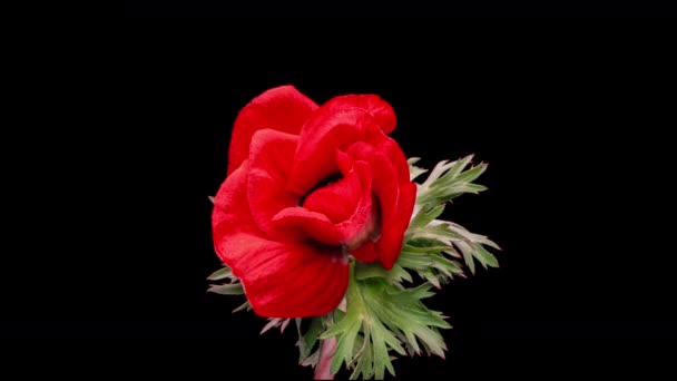 Bellissimo fiore di anemone rosso che fiorisce su sfondo nero, primo piano. Anemone coronaria. Sullo sfondo del matrimonio, concetto di San Valentino. Festa di compleanno. Primo piano dei fiori. canale alfa — Video Stock