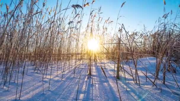 Rákosí se houpe ve větru na pozadí sněhu se západem slunce. Krásný sníh. Přirozené pozadí, Reeds ve větru. Zimní krajina, hyperlapse, 4k, pohyb kamery vpravo — Stock video