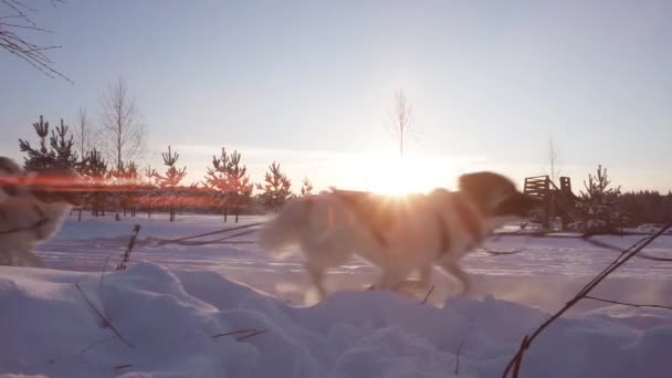 Bir grup kızak köpeği, sakin kış ormanlarında kızak çekiyorlar. Laponya manzara video döngüsünde boğuk bir kızak sürüyorum. — Stok video