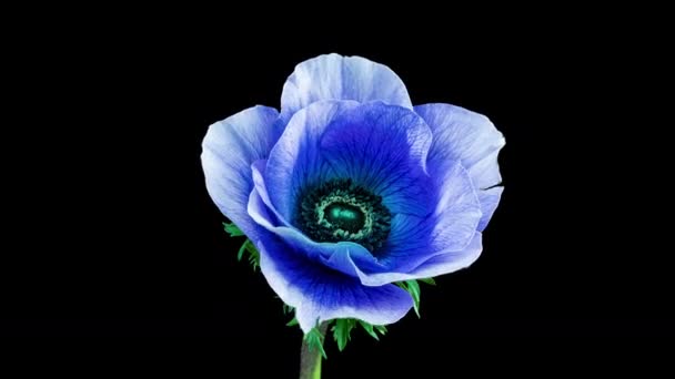 Beautiful blue anemone flower blooming on black background, close-up. Anemone coronaria. Trend colour 2022. Demonstrating the color of 2022 - Very Peri. Wedding backdrop, Valentines Day concept — Video Stock