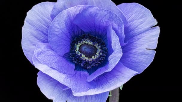 Beautiful blue anemone flower blooming on black background, close-up. Anemone coronaria. Trend colour 2022. Demonstrating the color of 2022 - Very Peri. Wedding backdrop, Valentines Day concept — Video Stock