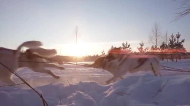 Bir grup kızak köpeği, sakin kış ormanlarında kızak çekiyorlar. Laponya manzara video döngüsünde boğuk bir kızak sürüyorum.