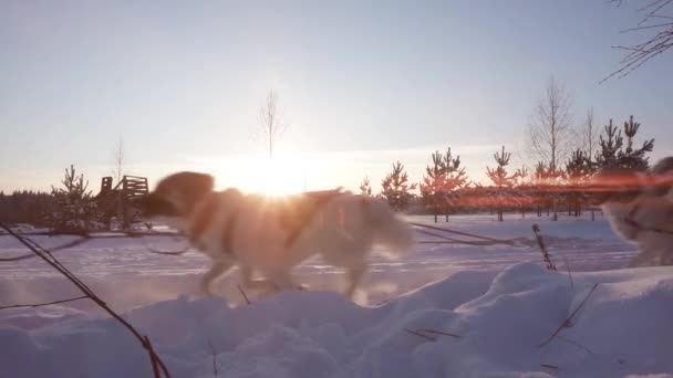 Egy csapat szánkó kutya szánkót húz át a csodálatos téli nyugodt téli erdőn. Lovaglás husky szánkó Lappföldi táj videó hurok — Stock videók