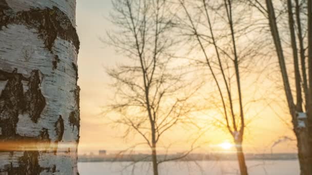 Güzel kış günbatımı, kamera bir huş ağacı boyunca tepeden tırnağa hareket ediyor. — Stok video