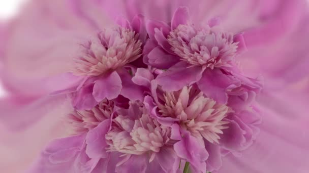 Beautiful pink peony bouquet open on pink background. Time lapse of Blooming peony or roses flowers opening close-up. Wedding backdrop, Valentines Day concept. Birthday bunch — Stock Video