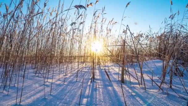 Reeds ταλαντεύεται στον άνεμο με φόντο το χιόνι με το ηλιοβασίλεμα. Ωραία χιονόπτωση. Φυσικό υπόβαθρο, καλάμια στον άνεμο. Χειμερινό τοπίο, hyperlapse, 4k, κίνηση της κάμερας προς τα δεξιά — Αρχείο Βίντεο