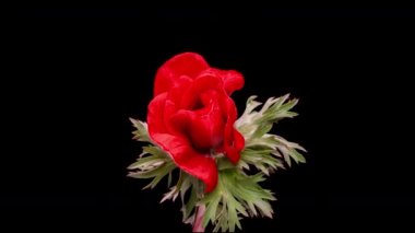 Siyah arka planda açan güzel kırmızı şakayık çiçeği, yakın plan. Anemone koronaria. Düğün arkaplanı, Sevgililer Günü konsepti. Doğum günü grubu. Çiçek yakın plan