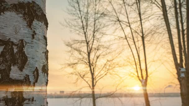 Gyönyörű téli naplemente, kamera mozgás alulról a tetejére mentén nyír — Stock videók