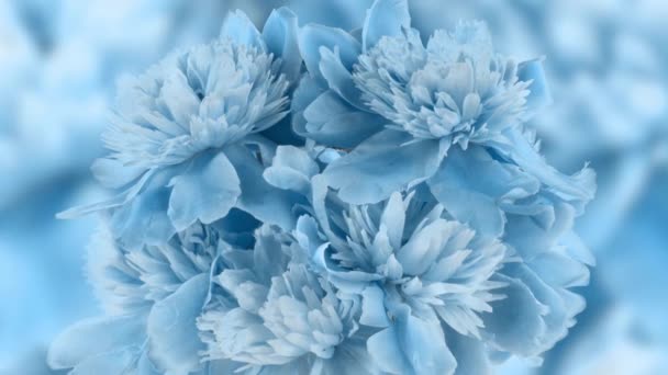 Όμορφο μπλε παιώνειο φόντο. Ανθισμένο λουλούδι παιώνιας ανοιχτό, κενό χρόνου, κοντινό πλάνο. Γάμου σκηνικό, Ημέρα του Αγίου Βαλεντίνου έννοια. Χρονικό διάστημα βίντεο 4K UHD — Αρχείο Βίντεο
