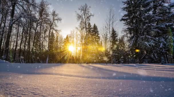 美丽的冬季仙女森林。美丽的阳光透过树木和雪地照耀着.森林里的摄像活动。摄像头向右移动，时光流逝4k 。脱垂 — 图库视频影像