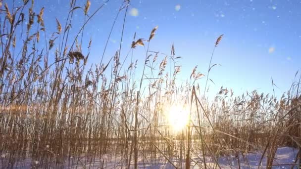 Las cañas se balancean en el viento contra el telón de fondo de la nieve con la puesta del sol. Hermosa nevada. Fondo natural, juncos en el viento. Paisaje invernal, hiperlapso, 4k, movimiento de la cámara a la derecha — Vídeo de stock