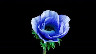 Siyah arka planda açan güzel mavi şakayık çiçeği, yakın plan. Anemone koronaria. Moda rengi 2022. 2022 'nin rengini gösteriyor- Çok Peri. Düğün arkaplanı, Sevgililer Günü konsepti