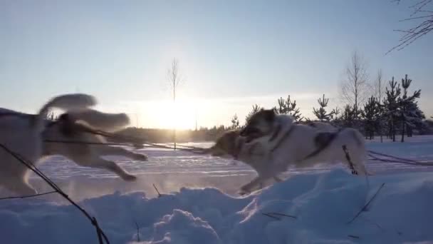 Команда санных собак тянет сани через чудесный зимний тихий зимний лес. Верховая езда на санях в Лапландии — стоковое видео