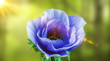 Ormanın arka planında açan güzel mavi şakayık çiçeği ve güneş ışınları. Renkli parçacıklar Anemone çiçeğinin merkezinden uçar. Moda rengi 2022. Çok Peri tarzı. Düğün.