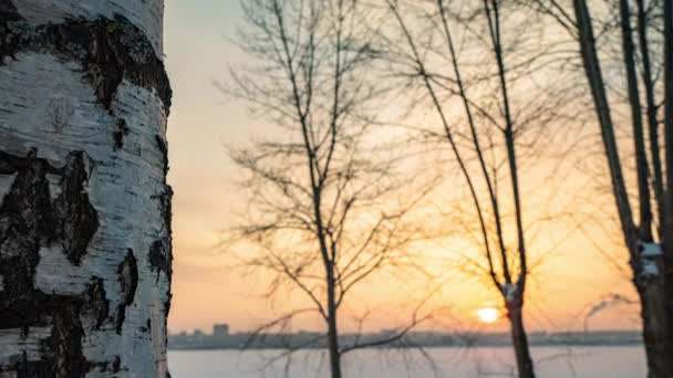 Hermoso atardecer de invierno, movimiento de la cámara de abajo hacia arriba a lo largo de un abedul — Vídeos de Stock