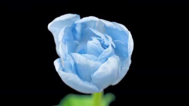 Beautiful blue tulip flower on black background, time lapse. Easter, birthday, spring, Valentines day, holidays concept. 4k. — Stock Video