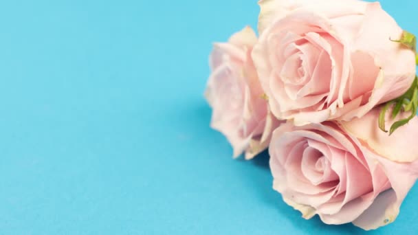 Гарний рожевий камінь, що відкривається на синьому фоні копіювання. Тимелапс квітучої квітки на вулиці. На задньому плані Валентинів день кохання. 4K. — стокове відео