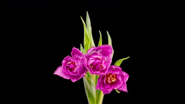 Mooie roze tulp bloem achtergrond. Bloeiende rozen bloemen open. Tijdsverloop. Close-up van een boeket mooie roze tulpen.. Bruiloft achtergrond, Valentijnsdag concept. Voorjaarstijd. Vakantie — Stockvideo