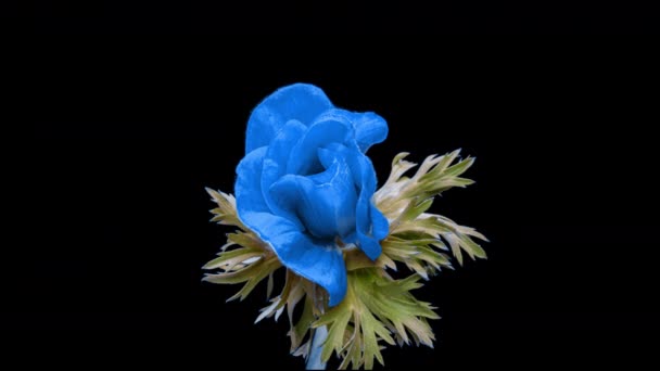 黒を背景に美しい青のイソギンチャクの花を咲かせ、クローズアップ。アネモネ・コロナリア。トレンドカラー2022 。2022年の色を示す-非常にperi 。結婚式の背景、バレンタインデーのコンセプト — ストック動画