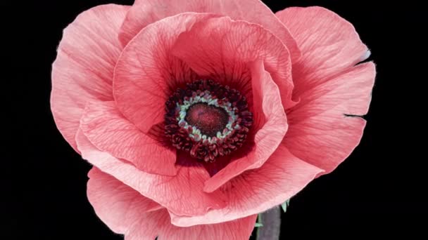 Vacker rosa anemon blomma blommar på svart bakgrund, närbild. Anemonekoronaria. Trendfärg 2022. Demonstrerar färgen på 2022 - Very Peri. Bröllopsbakgrund, Alla hjärtans dag koncept — Stockvideo