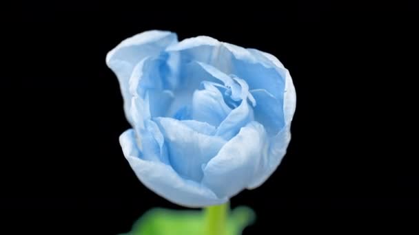 黒の背景に美しい青いチューリップの花、時間の経過。イースター、誕生日、春、バレンタインデー、休日の概念。4k. — ストック動画