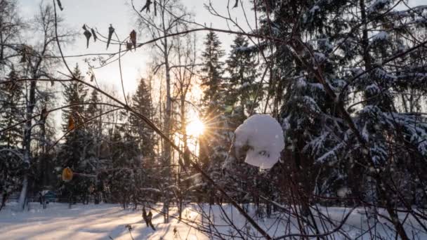 Underbar Vinterälvskog Vackra Solstrålar Skiner Genom Träden Och Snöfallet Kamerarörelse — Stockvideo
