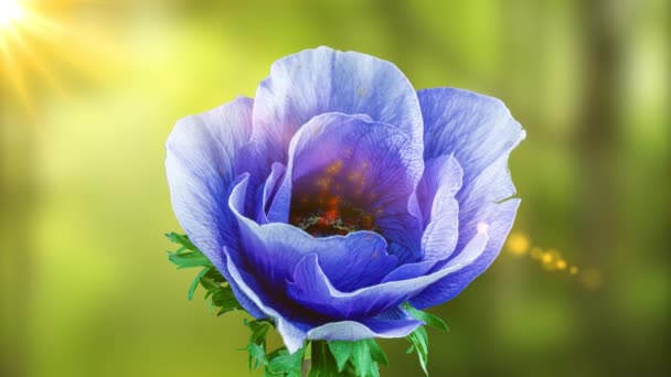 Beautiful blue anemone flower blooming on the background of the forest and the rays of the sun. Colored particles fly out from the center of the flower Anemone. Trend colour 2022. Very Peri. Wedding — Vídeo de Stock