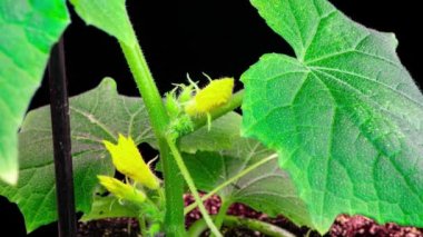 Çiçek açan salatalık. Bahçe işleri. Sarı salatalık çiçekleri çalılıklarda çiçek açar. Açık arazide yetişen çiçek açan salatalıklar. Salatalık çiftliği. Seralarda salatalık yetiştirmek. 4k