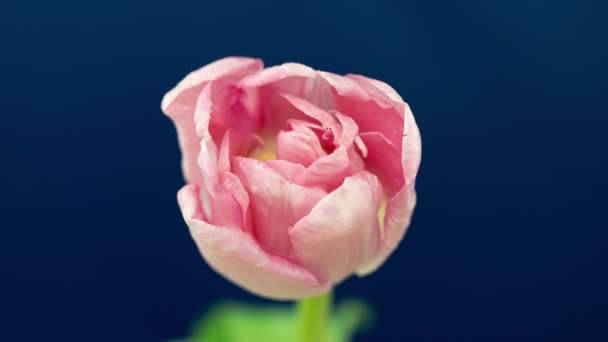 Vista dall'alto Crescente rosa Bud Tulip Flower. Splendida pianta fiorita a Timelapse. Bella romantica e naturale sfondo decorazione di nozze fiore nel processo di crescita primo piano 4k, San Valentino — Video Stock