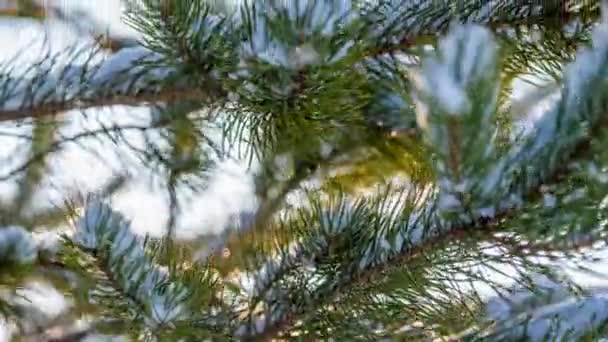 Liscio fotocamera costante girato scivola lungo il pino, bagliore di sole splendente tronchi d'albero. Tramonto nella pineta. 4k, neve sui rami degli alberi. Bella nevicata — Video Stock