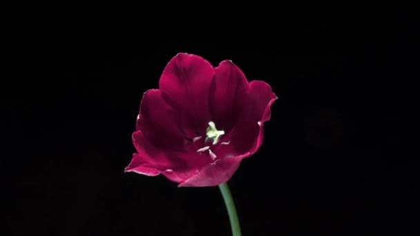 Zeitraffer einer hellrosa Tulpenblüte mit doppelter Pfingstrose, die auf weißem Hintergrund blüht. Hochzeitskulisse, Valentinstag-Konzept. Geburtstagsstrauß. — Stockvideo