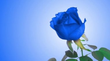 Mavi arka planda inanılmaz parlak mavi gül çiçeği açılıyor. Çiçek açan güller ya da çiçeklerin yakın plan açılışı. Düğün arkaplanı, Sevgililer Günü konsepti. Doğum günü grubu.