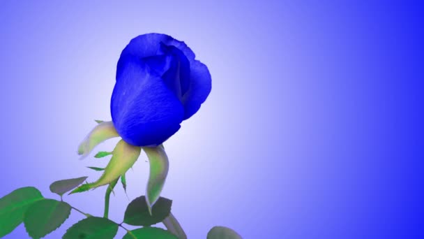 Καταπληκτικό φωτεινό μπλε λουλούδι τριαντάφυλλο άνοιγμα σε μπλε φόντο. Λήξη του χρόνου ανθισμένο τριαντάφυλλο ή τριαντάφυλλα λουλούδια άνοιγμα close-up. Γάμου σκηνικό, Ημέρα του Αγίου Βαλεντίνου έννοια. Γεννέθλια. — Αρχείο Βίντεο