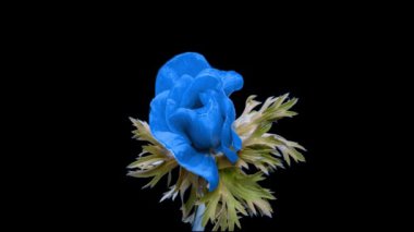 Siyah arka planda açan güzel mavi şakayık çiçeği, yakın plan. Anemone koronaria. Moda rengi 2022. 2022 'nin rengini gösteriyor- Çok Peri. Düğün arkaplanı, Sevgililer Günü konsepti