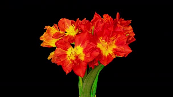 Hermoso fondo rojo flores tulipán. Hermoso ramo de hermosas flores de tulipán rojo. Ramo de tulipanes rojos sobre fondo negro. Timelapse de tulipán rojo flores de apertura. Primavera, Día de las Madres — Vídeo de stock