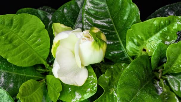 緑の葉を背景に美しい白いクチナシのジャスミンの花のタイムラプス。4kビデオ。バレンタインデー母の日春休み愛誕生日イースターのコンセプト. — ストック動画